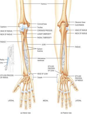 (Shaft) 8-7 8-8 Ulna & Radius --- Proximal End Ulna (on little finger side) trochlear notch articulates with humerus & radial notch with radius olecranon process = point of elbow
