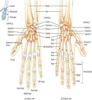pisiform - pea shaped 8-13 8-14 8 Carpal Bones (wrist) Distal row - lateral to medial 5.