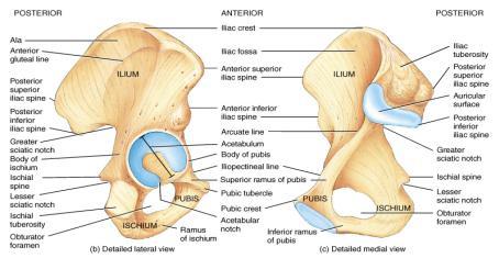 articulate posteriorly with sacrum at sacroiliac joints - Each hip bone = ilium, pubis, and