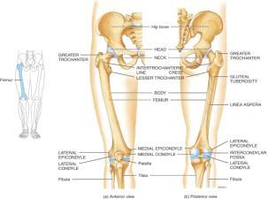 and Patella Femur (thighbone) head articulates