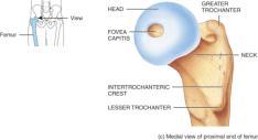 lesser trochanters, medial & lateral articulate
