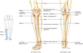 Tibia and Fibula Tibia medial & larger bone of leg lateral & medial