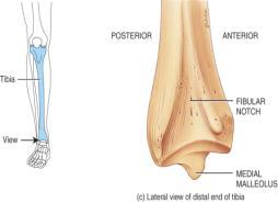 medial malleolus at ankle Fibula is not part of knee joint - It