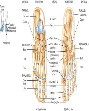 (articulates with tibia & fibula) Calcaneus - heel bone Cuboid,
