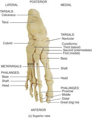 number and arrangement to the hand big toe is hallux 8-28 Arches of