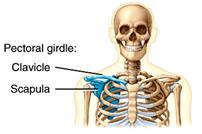 Appendicular Skeleton It includes bones of the upper and lower limbs Girdles attach the limbs