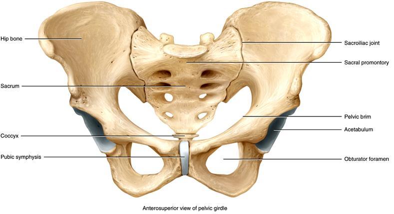 Pelvic (Hip) Girdle Each coxal (hip) bone consists of