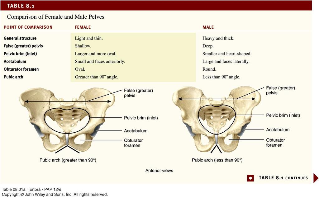 Males - bone are larger and