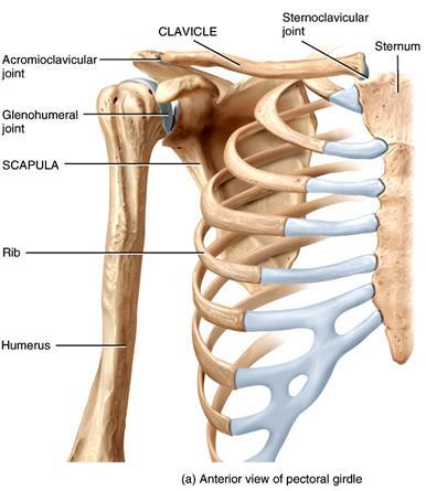 Pectoral Girdle - Clavicle The clavicle is S shaped The medial end articulates with
