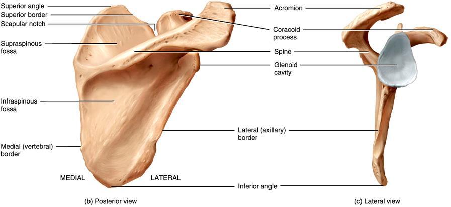 Pectoral Girdle - Scapula Most notable features include