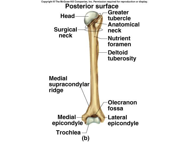 Funny bone Protects ulnar nerve