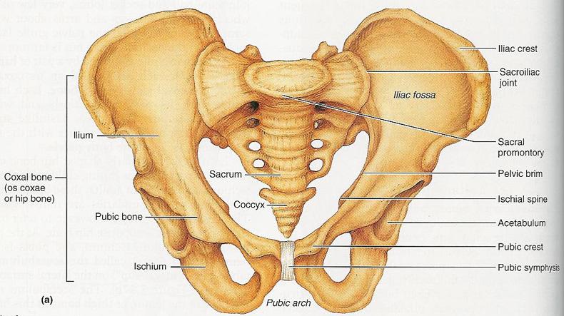Sexual dimorphism of pelvis Male pelvis Thicker and heavier Sacrum is narrower