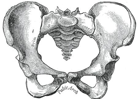 Sexual dimorphism of pelvis Female pelvis Wider and shallower Larger pelvic inlet and