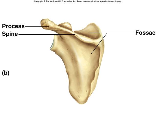 Scapula Borders Superior Medial Lateral Angles Superior Inferior Lateral Acromion Coracoid process Glenoid