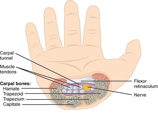 A strong ligament called the flexor retinaculum spans the top of this U-shaped area to maintain this grouping of the carpal bones.