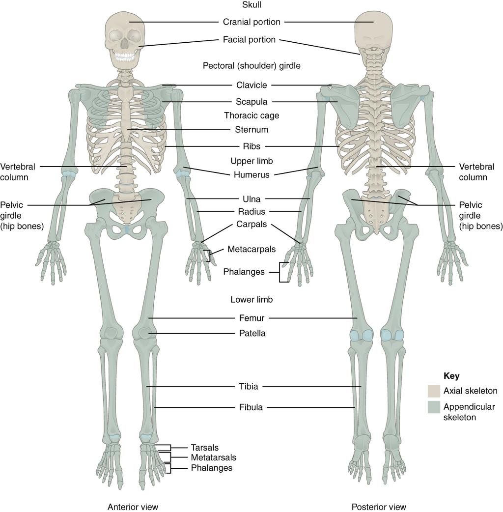 CHAPTER 8 THE APPENDICULAR SKELETON 295 Figure 8.