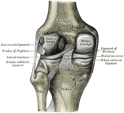 Left knee-joint from behind,
