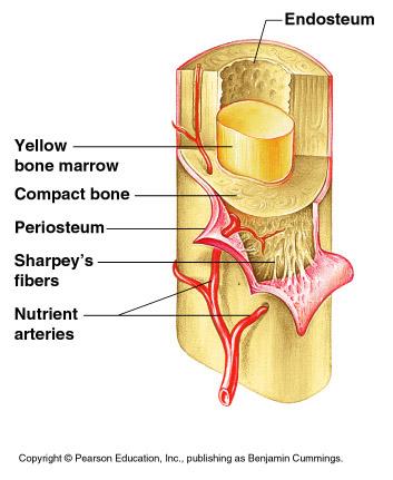 Structures of a Long Bone 1. Periosteum Outside covering of the diaphysis Fibrous connective tissue membrane 2.