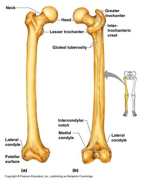 Bones of the Lower Limbs The thigh has
