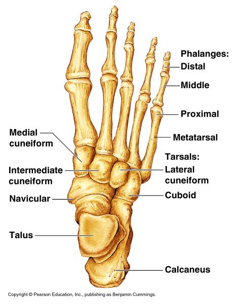 Bones of the Lower Limbs The foot Talus