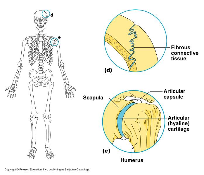 Fibrous Joints Bones united by fibrous tissue