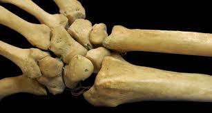 Classification of Bones 2.
