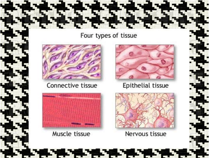 Epithelial Tissue General Functions: Lines and