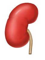 Organ Donation Awareness Part of the mandate of the Kidney Foundation is to promote organ donation awareness.