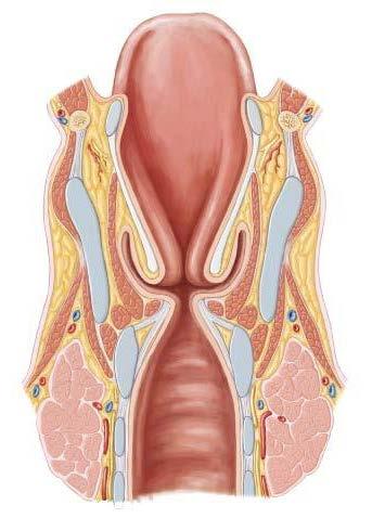 Superior laryngeal nerve Internal branch External branch ANATOMY Recurrent laryngeal nerve Innervation of