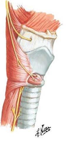 branch: motor innervation to cricothyroid muscle - Recurrent laryngeal nerve - Loops around subclavian artery