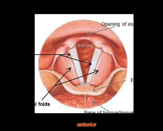 muscles of larynx (except cricothyroid) - Sensation to subglottis Thyroid cartilage Cricoid cartilage Arytenoid
