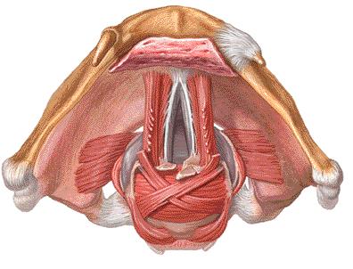 Important Laryngeal Muscles Front TA (constrictor) CT (dilator)