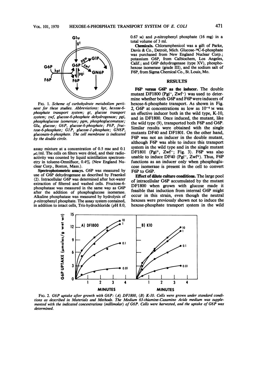 VOL. 11, 17 HXOS-6-PHOSPHAT TRANSPORT SYSTM OF. COLI 471 FIG. 1. Scheme of carbohydrate metabolism pertinent for these studies.