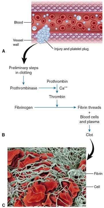 Hemostasis and Coagulation (cont.) Figure 13-7 Blood clotting (coagulation).