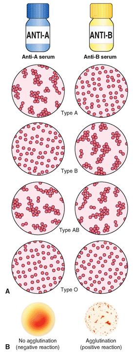 Blood Types (cont.) Figure 13-8 Blood typing.