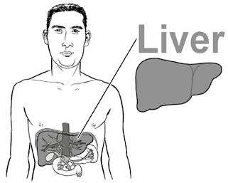 Some types of hepatitis will pass without causing lasting damage to the liver.