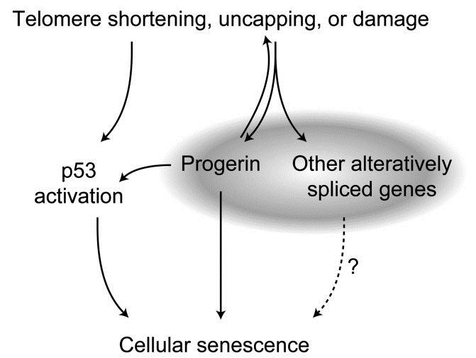 Lamin A protein (nuclear intermediate filament protein) Accumulation of progerin in nucleus