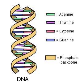 In 2003, all the gene sequences were published = Human Genome tgactgccaatttgccaataccaattattgggggaatatgcccaatatatgcc cgagaccagtattatgactgccaatttgccaataccaattttggcgactgga