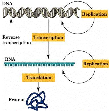 Gene Expression: The Central Dogma of Molecular Biology DNA