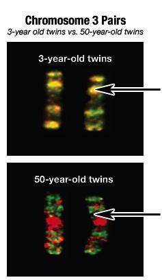 Yellow shows where the twins have similar gene regulation.