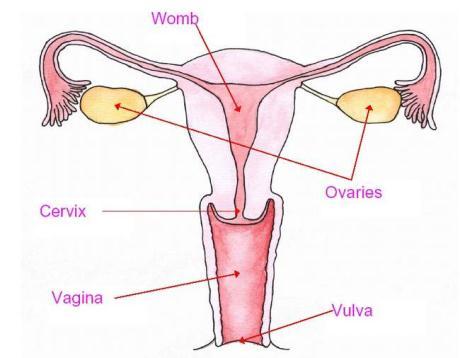 urine from the excretory system. b. Breasts- a female sex organ that provides breast milk for her newborn infant. c.