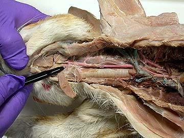 Cranial Laryngeal Artery The cranial laryngeal artery is a medial