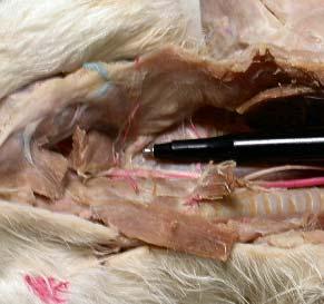 In the cat it appears along with the hypoglossal and vagus nerves lateral to the larynx and deep to