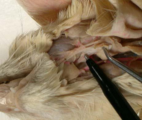 In the cat it is situated deep to the mandibular (submaxillary) duct and the digastric muscle. It has its own ducts that open ventral to the tongue.