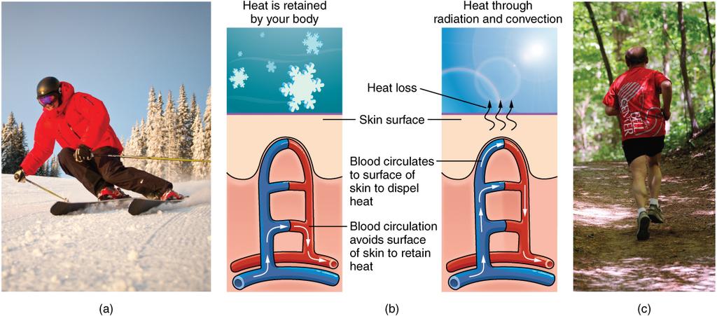 Thermoregulation During strenuous physical activities, such as skiing (a) or running (c), the dermal blood vessels dilate and sweat secretion increases (b).