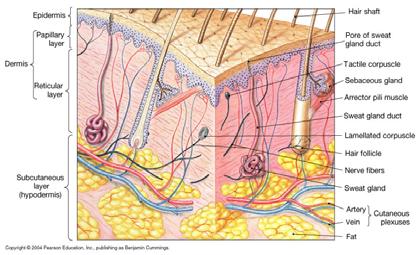 Overview of the Integumentary System Lab #7 Integumentary System