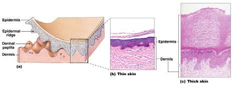 as strata Figure 5 2 Layers of the Epidermis Top: Free surface of