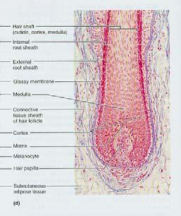 The Dermis Deeper part of cutaneous layer Located between epidermis and subcutaneous layer Anchors epidermal accessory structures (hair follicles, sweat glands) Has 2 components: outer papillary