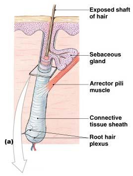 Structures of Hair and Follicles Accessory Structures of Hair Arrector pili: involuntary smooth muscle