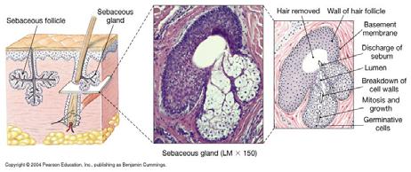 Types of Sebaceous Glands Sebaceous glands Sebaceous glands: associated with most hair follicles (on